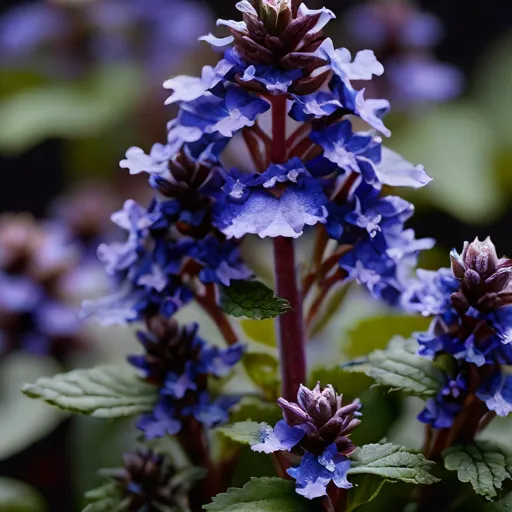 Ajuga