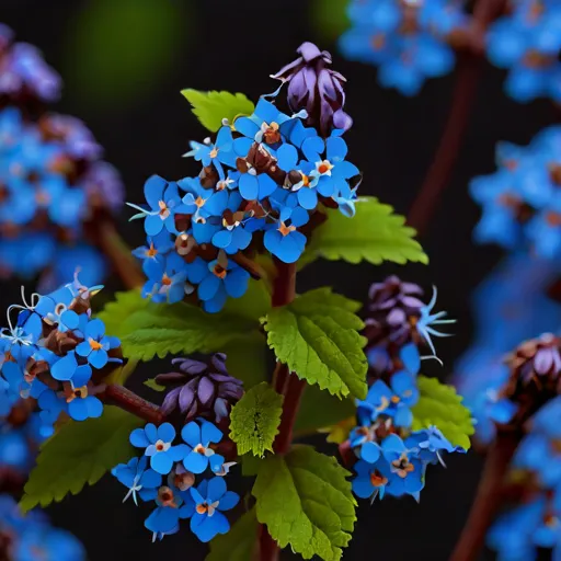 Alkanet
