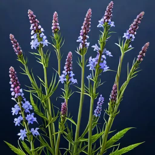 Blue Vervain