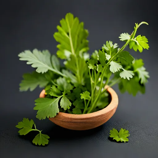 Cilantro Extract
